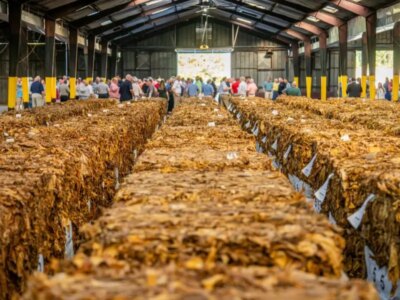 Best Occasions for Nicaraguan Cigars