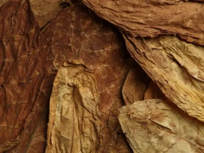 tobacco wrappers