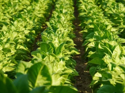 tobacco in connecticut